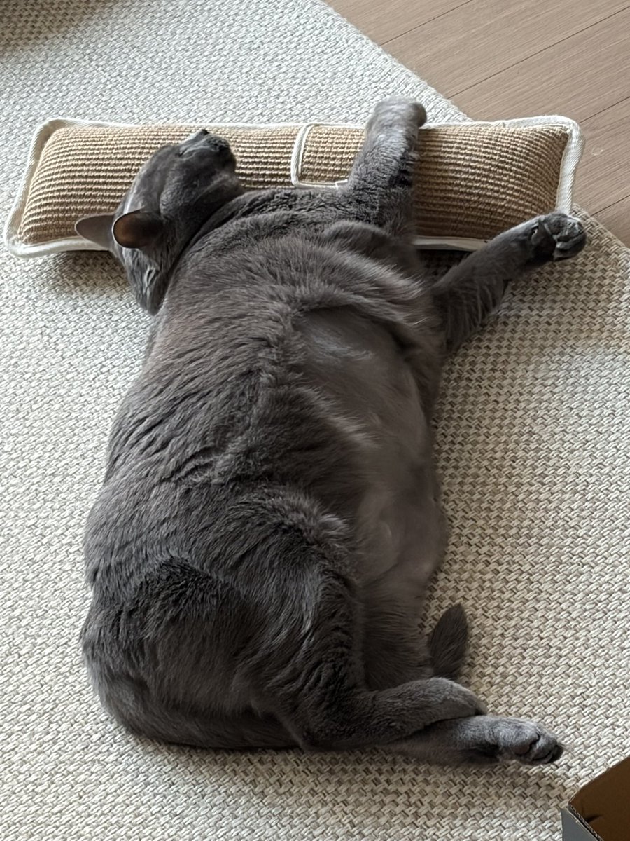 캣츠파파 tweet media