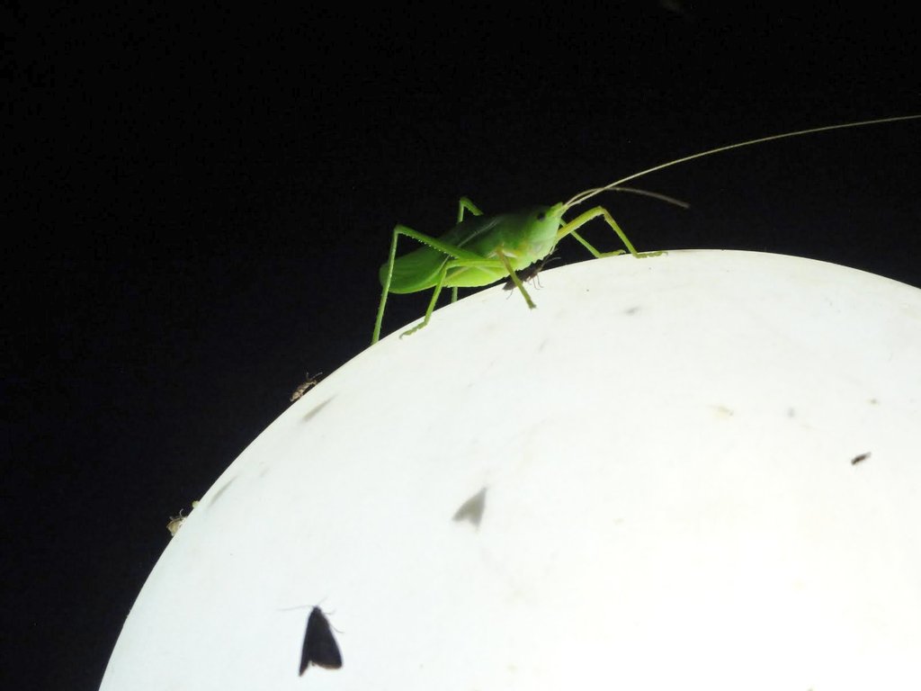 Ananth Rupanagudi tweet media