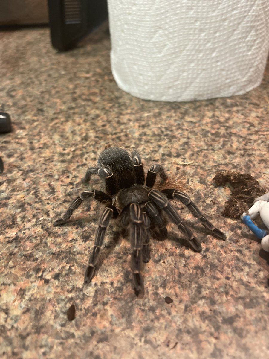 Micro! Number #1 Voxtek Employee tweet media