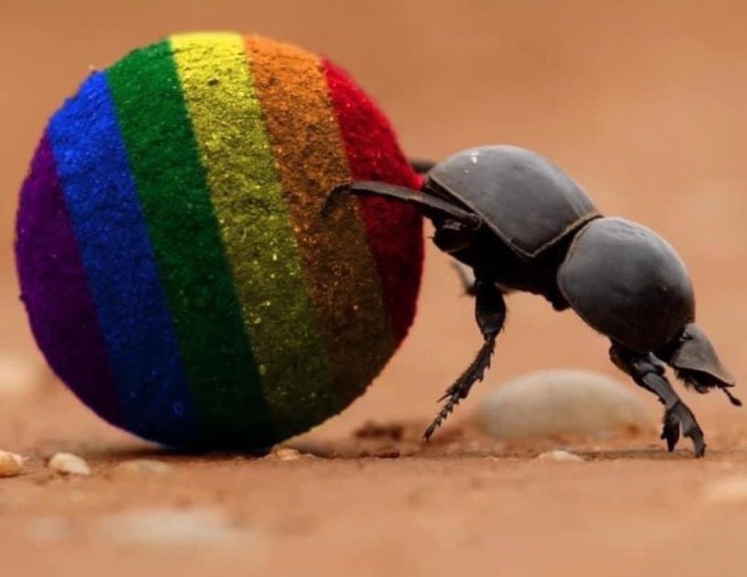 🇺🇸Meme War Veteran 🇺🇸 tweet media