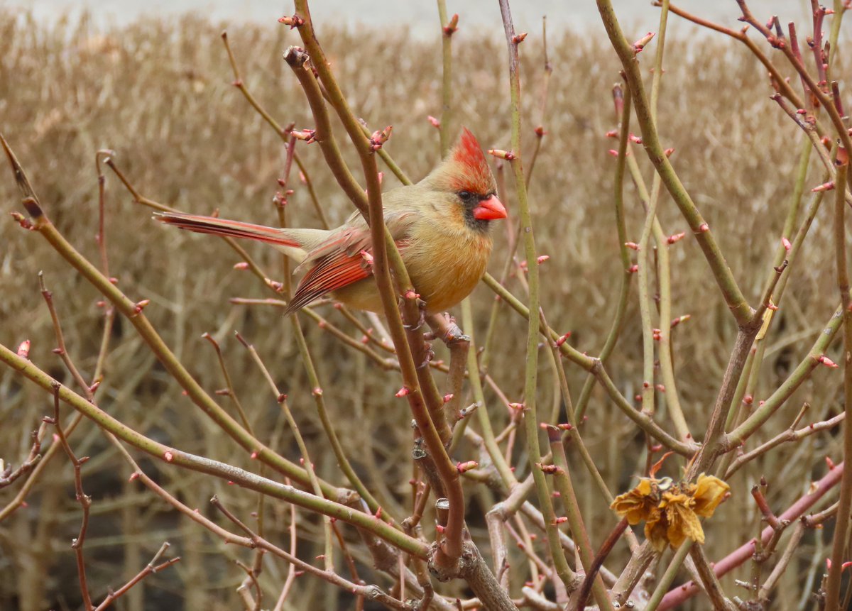 Alexandra Wang tweet media