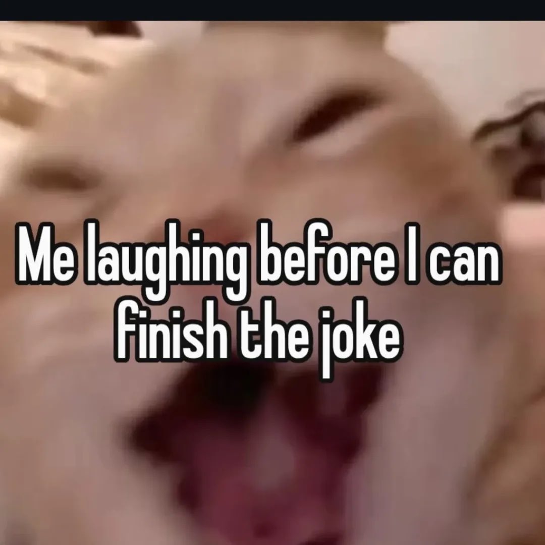 LiterallyMeCats tweet media