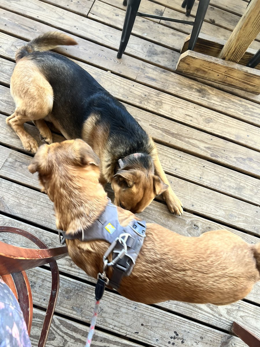 Joshua ( Justice for the muppets) tweet media