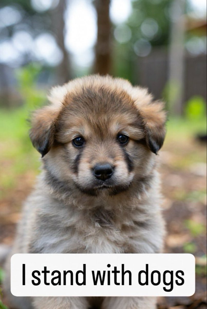 George Bambera tweet media