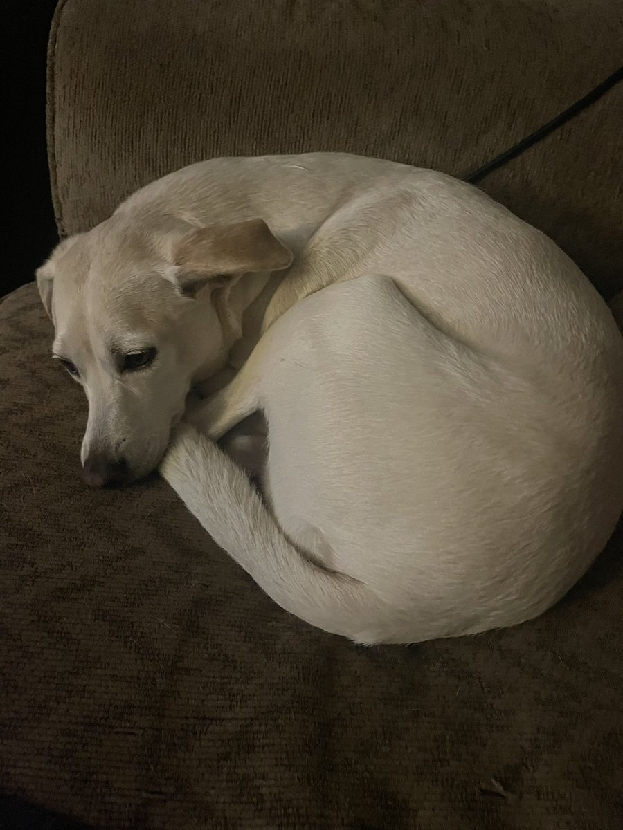 PrincipledPhoenix tweet media