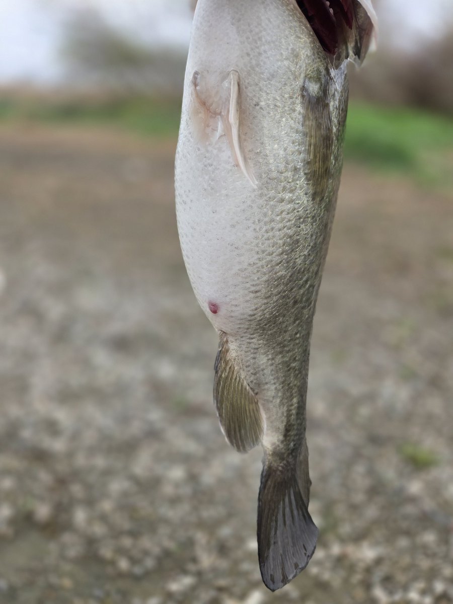 クマゴロ🐻 tweet media