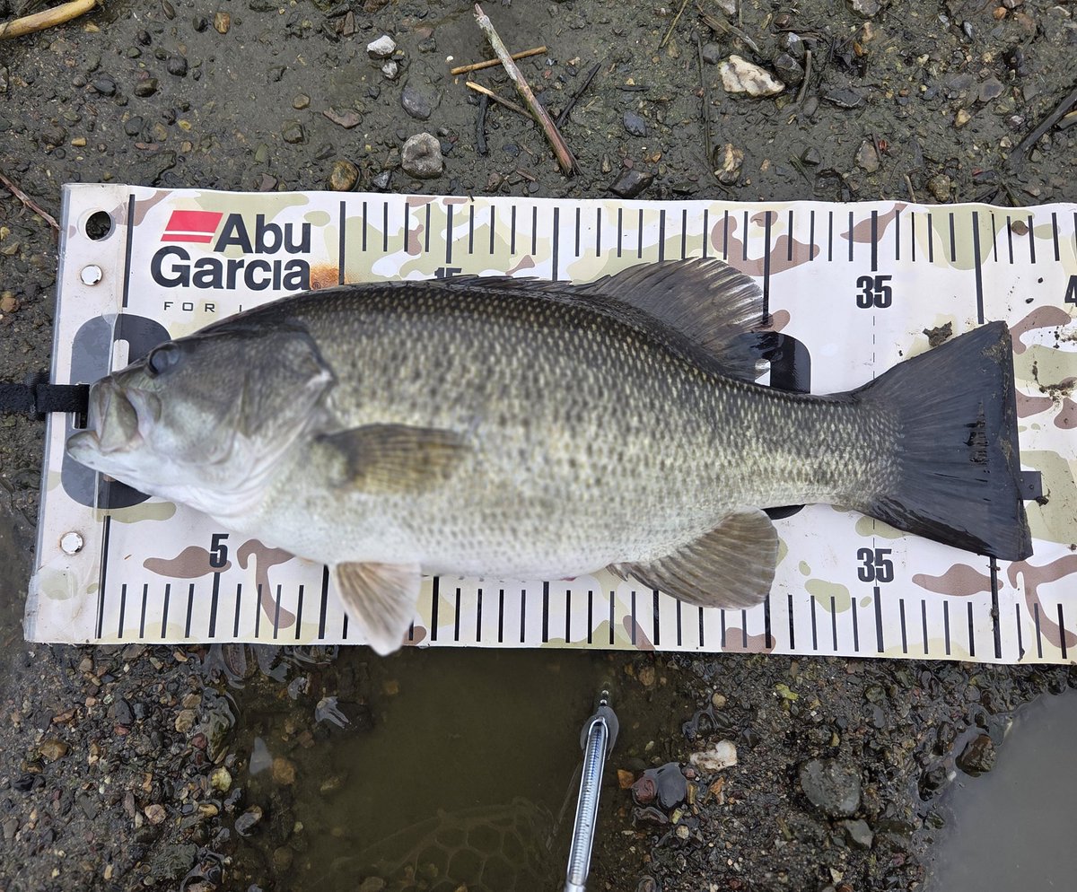 クマゴロ🐻 tweet media