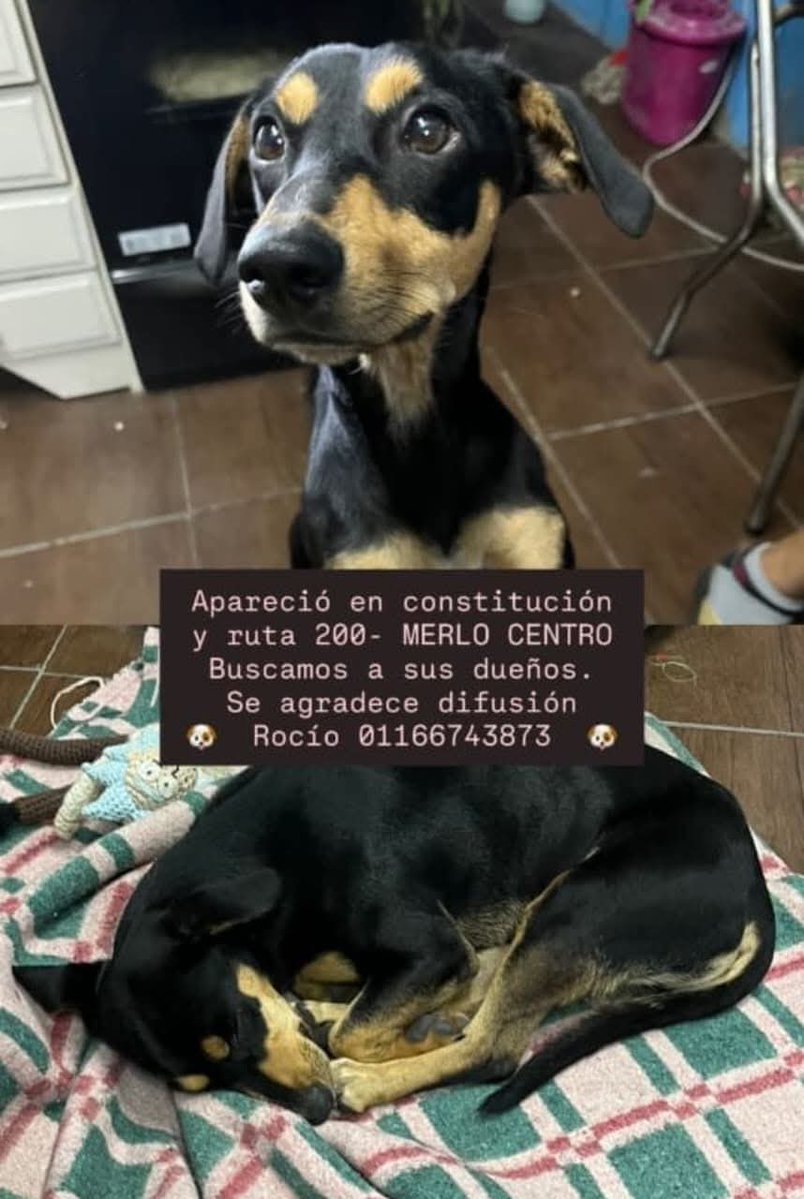 Perros de Merlo (@perrosdemerlo) on Twitter photo 