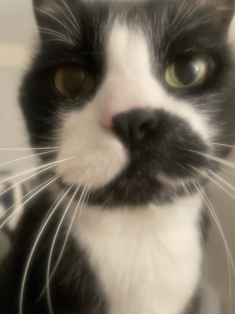 SAM 💜 Oreo, Fritz, Lofty tweet media