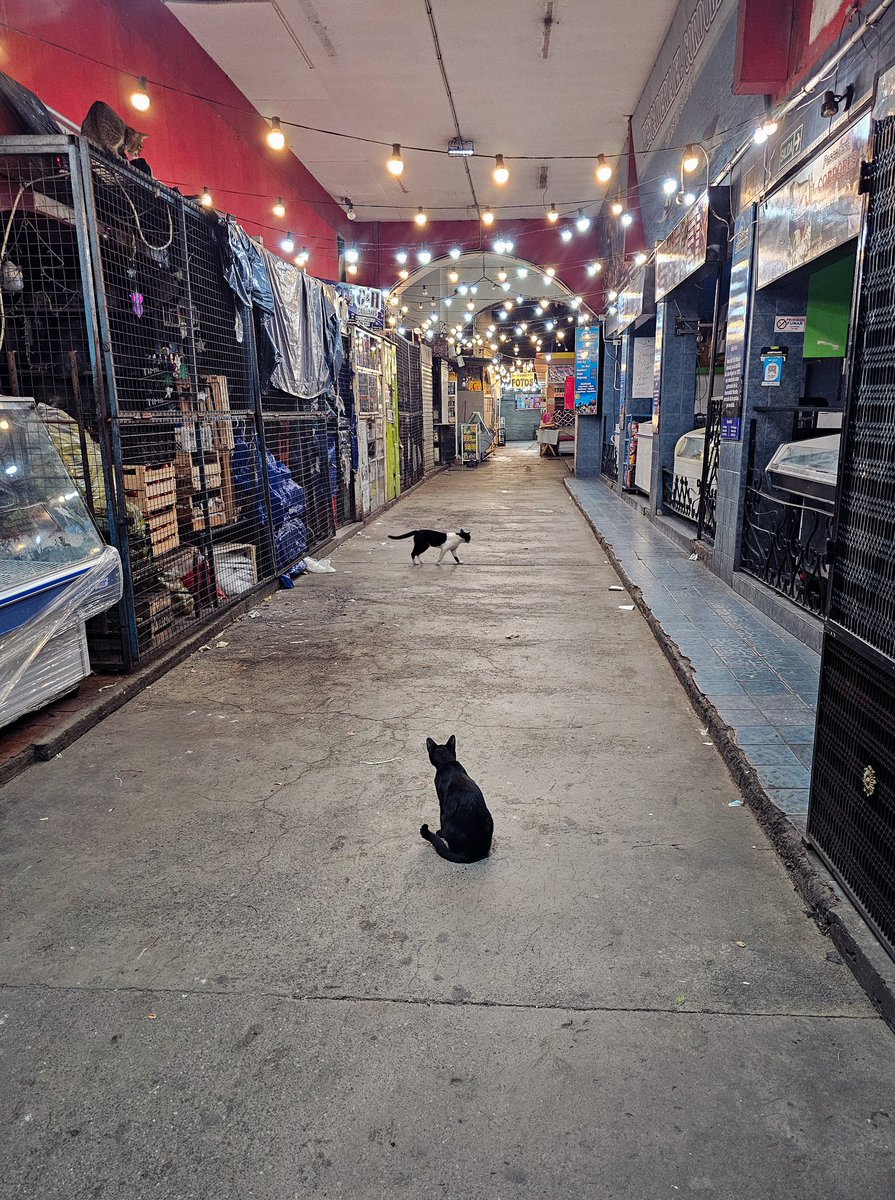 saltenials tweet media