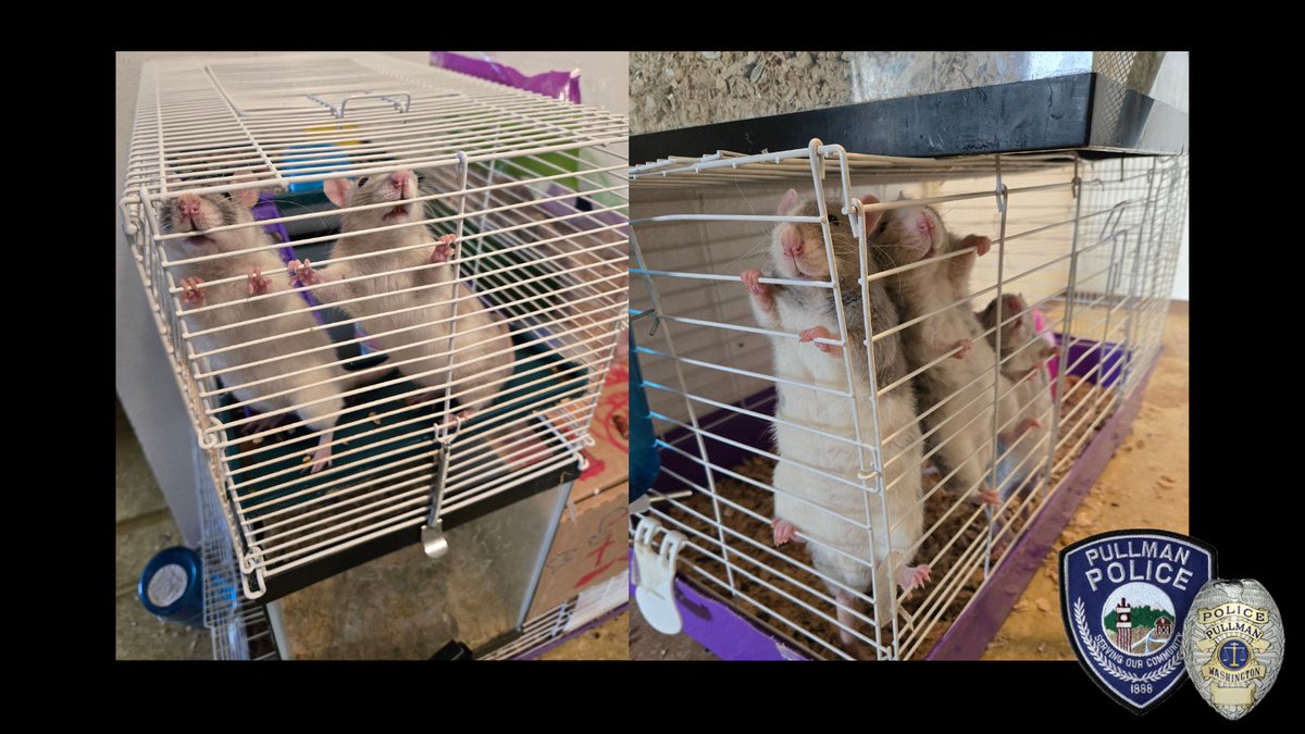 PullmanPolice tweet media