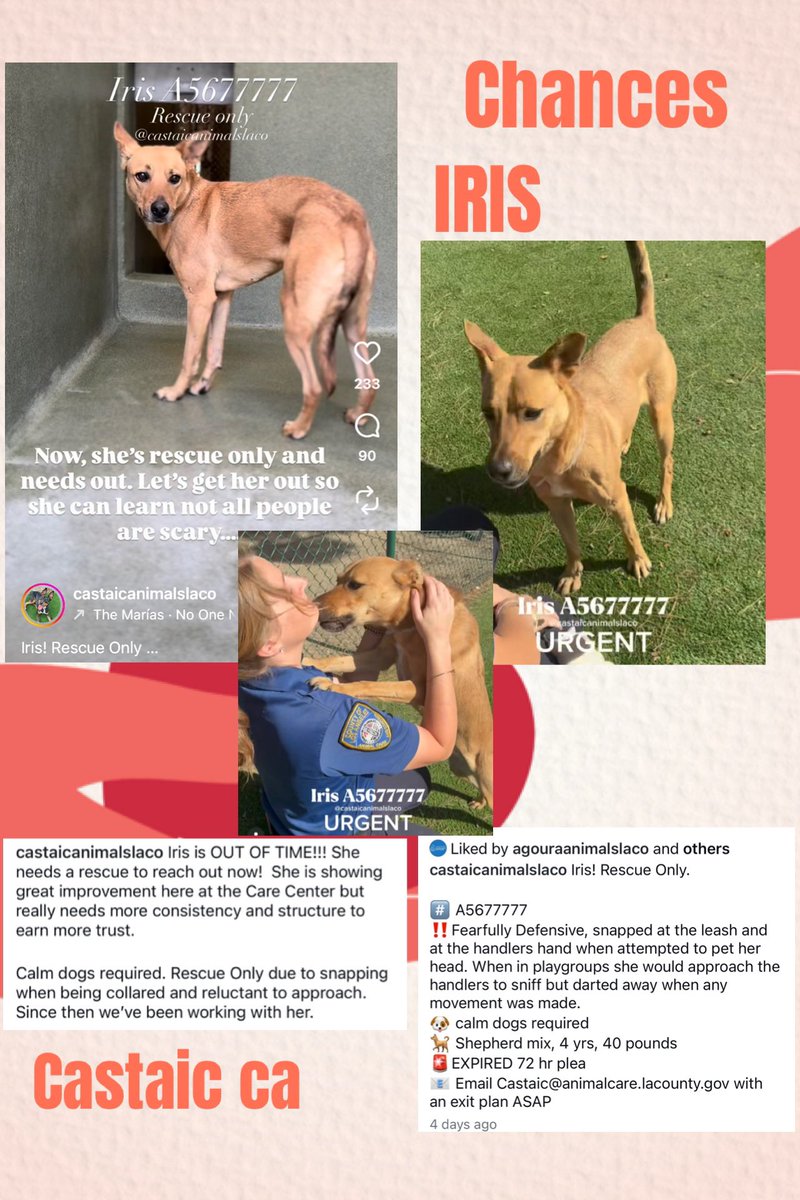 Sarah jane Gillespie tweet media