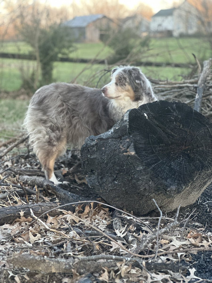 Krystal Cull tweet media