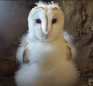 Savos International tweet media