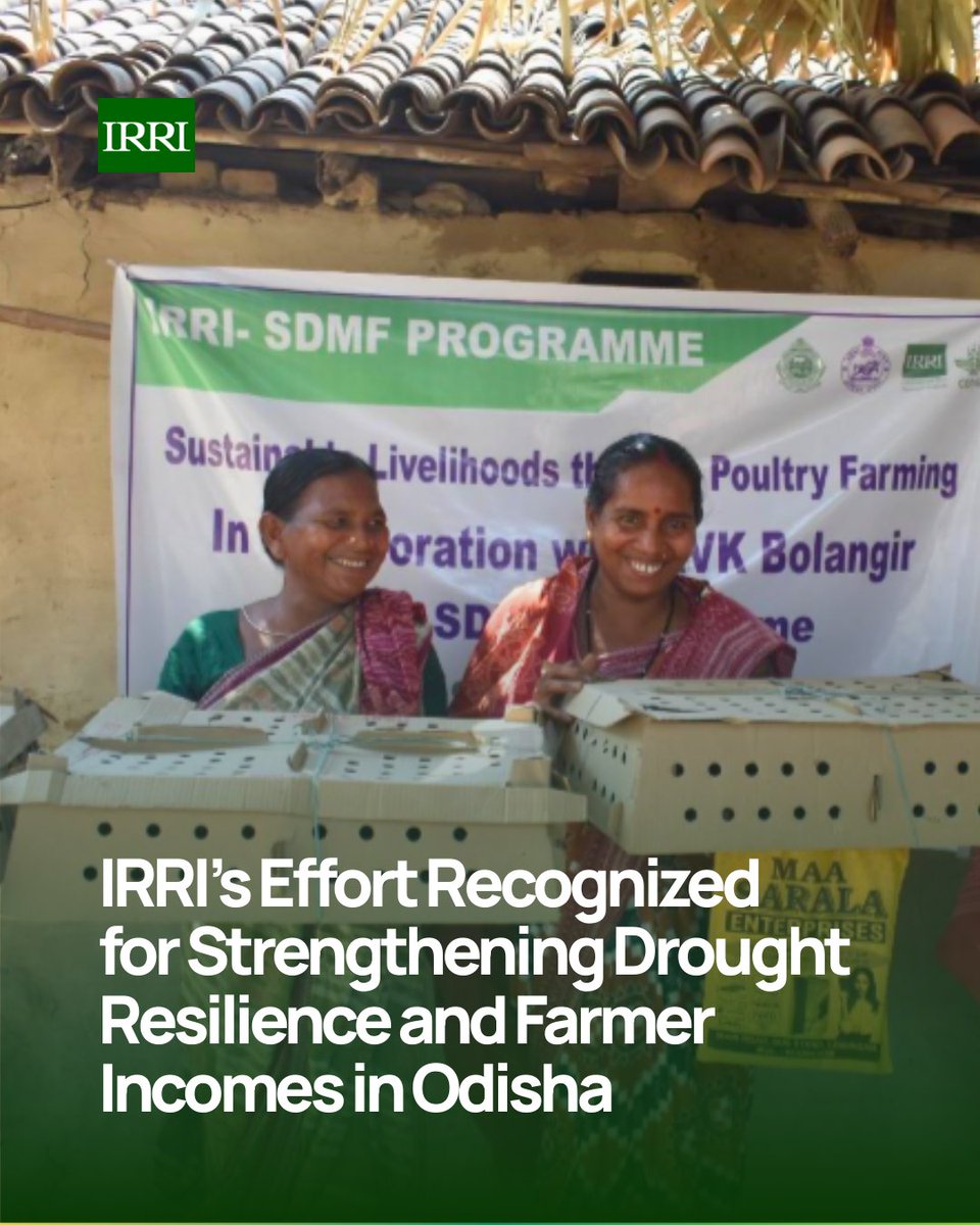 IRRI 🌾 tweet media
