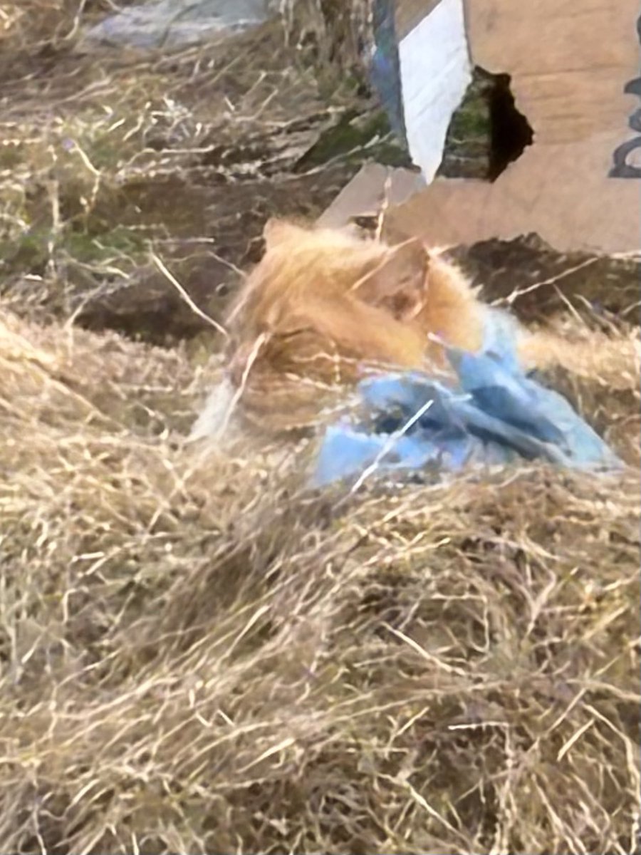 Wilson and friends tweet media