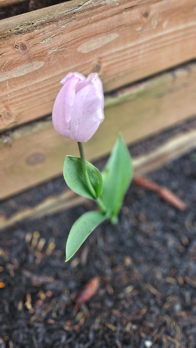 M3Virang⁷💜⦿ ☰ ☲ 🪭ARIRANG 💜 MARCH 20, 2026 💜 tweet media