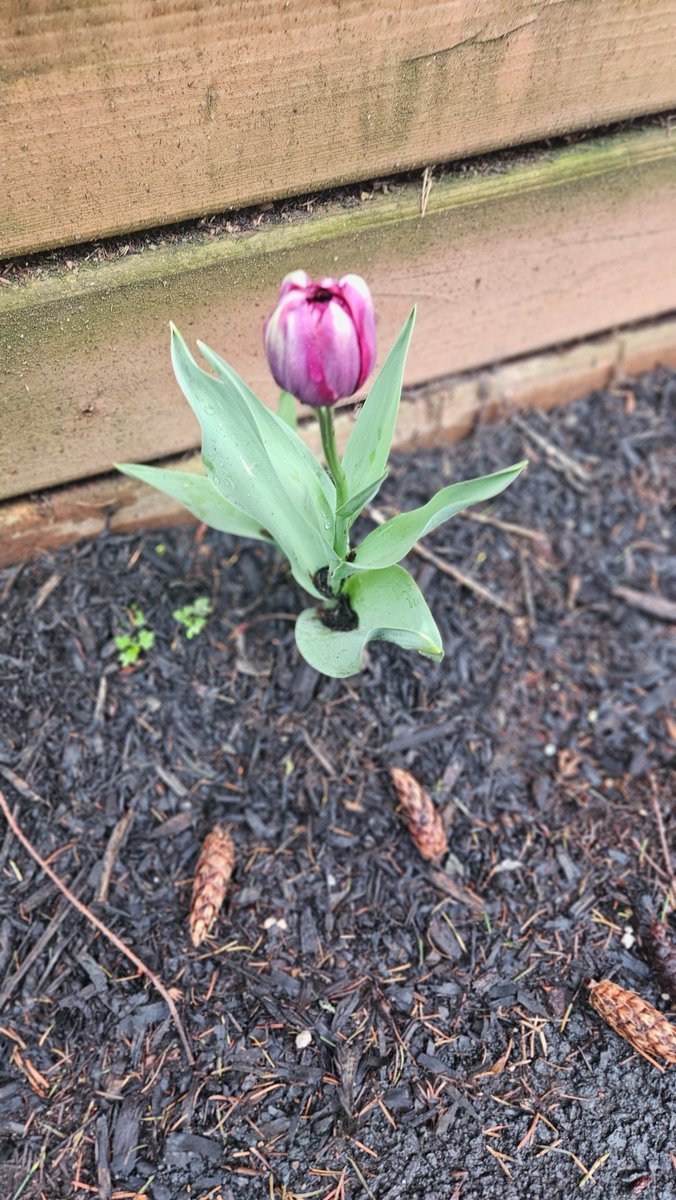 M3Virang⁷💜⦿ ☰ ☲ 🪭ARIRANG 💜 MARCH 20, 2026 💜 tweet media