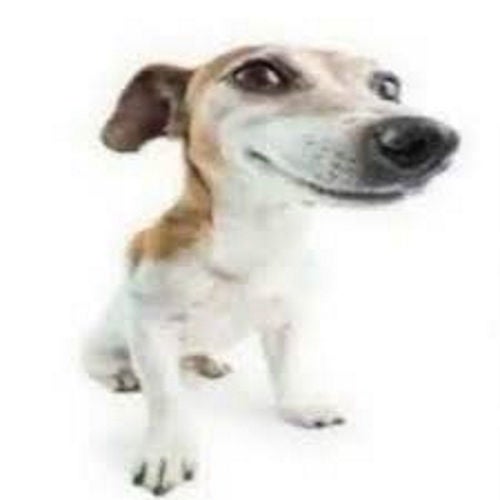 Borkbusters tweet media