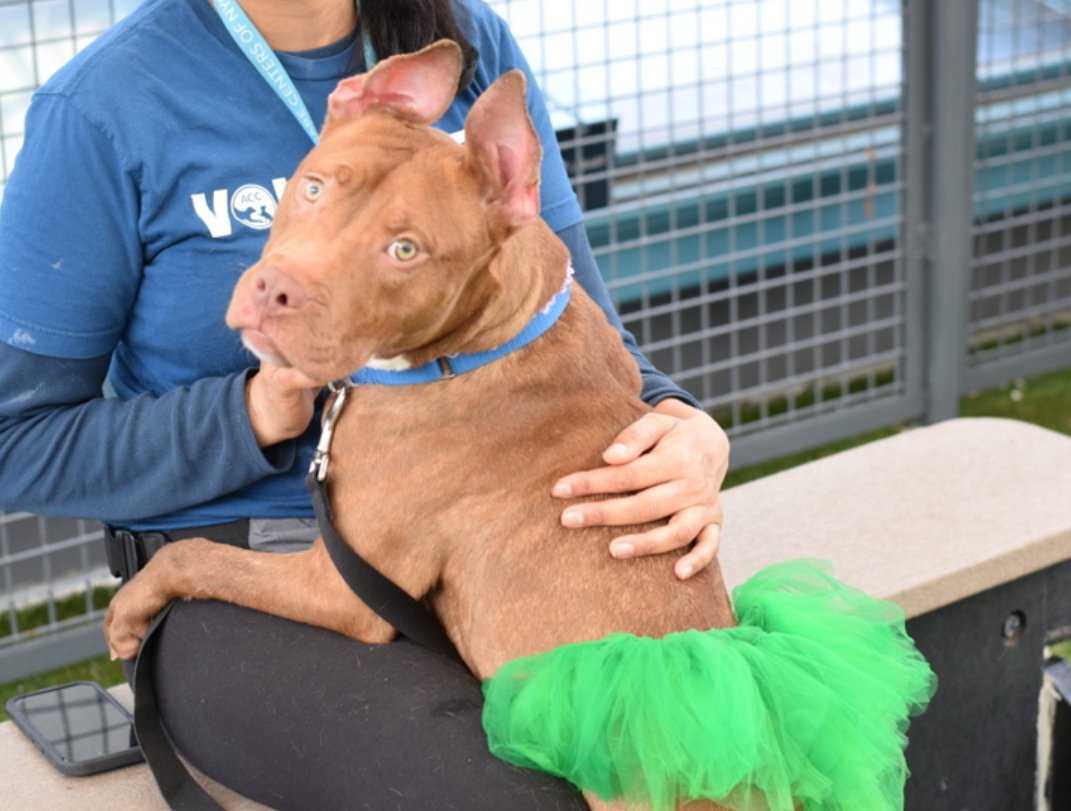 Not the Same tweet media