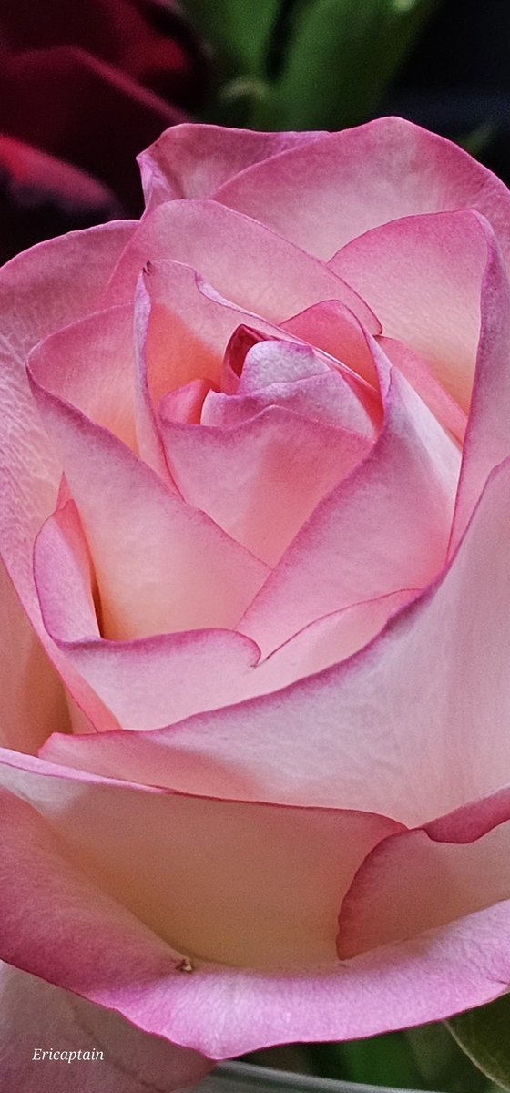 Ericaptain tweet media