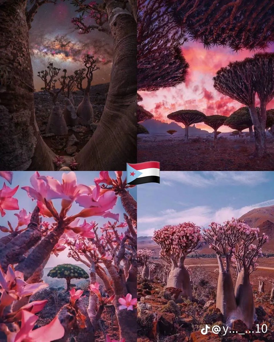 تـــــوّاق tweet media