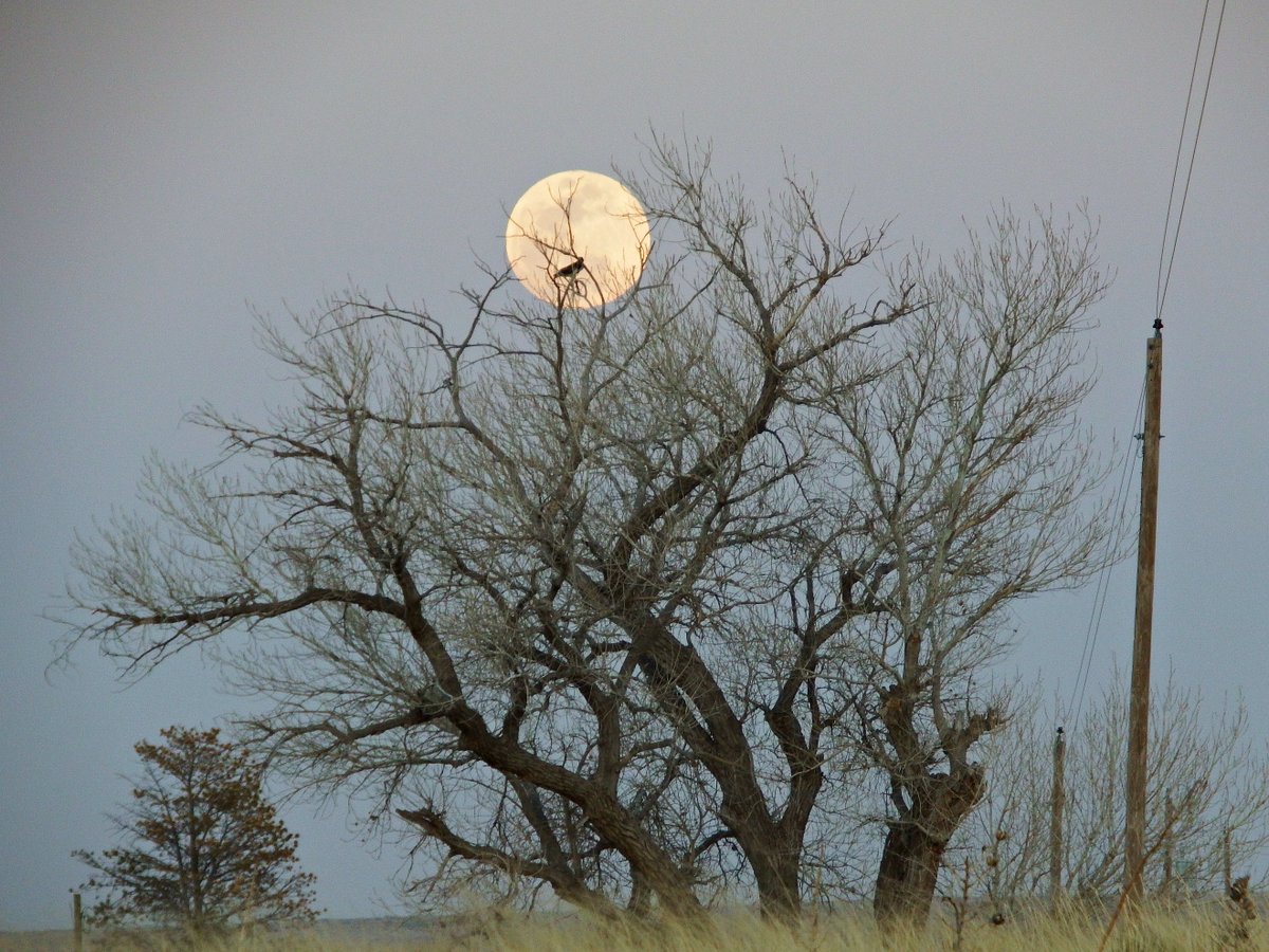 The Wicked Wooster 🇺🇲💪 tweet media