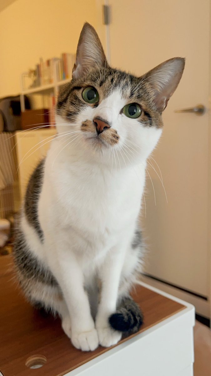 ドーナツてるの tweet media