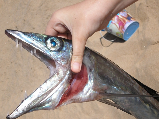 Katembe's tweet photo. CONHEÇA O PEIXE CAVALO
https://t.co/VXMa9GeItE https://t.co/u8bULBi08c