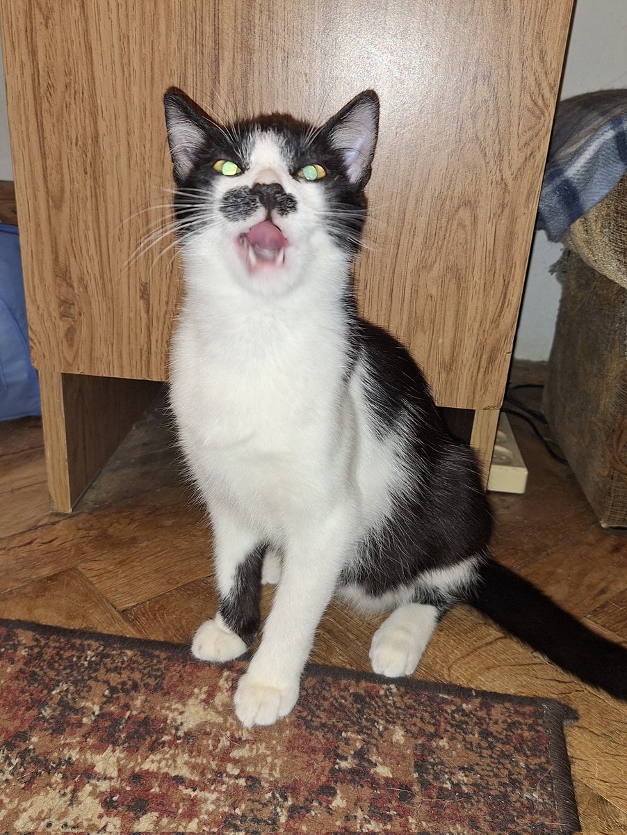 Karolina z Mazowsza tweet media