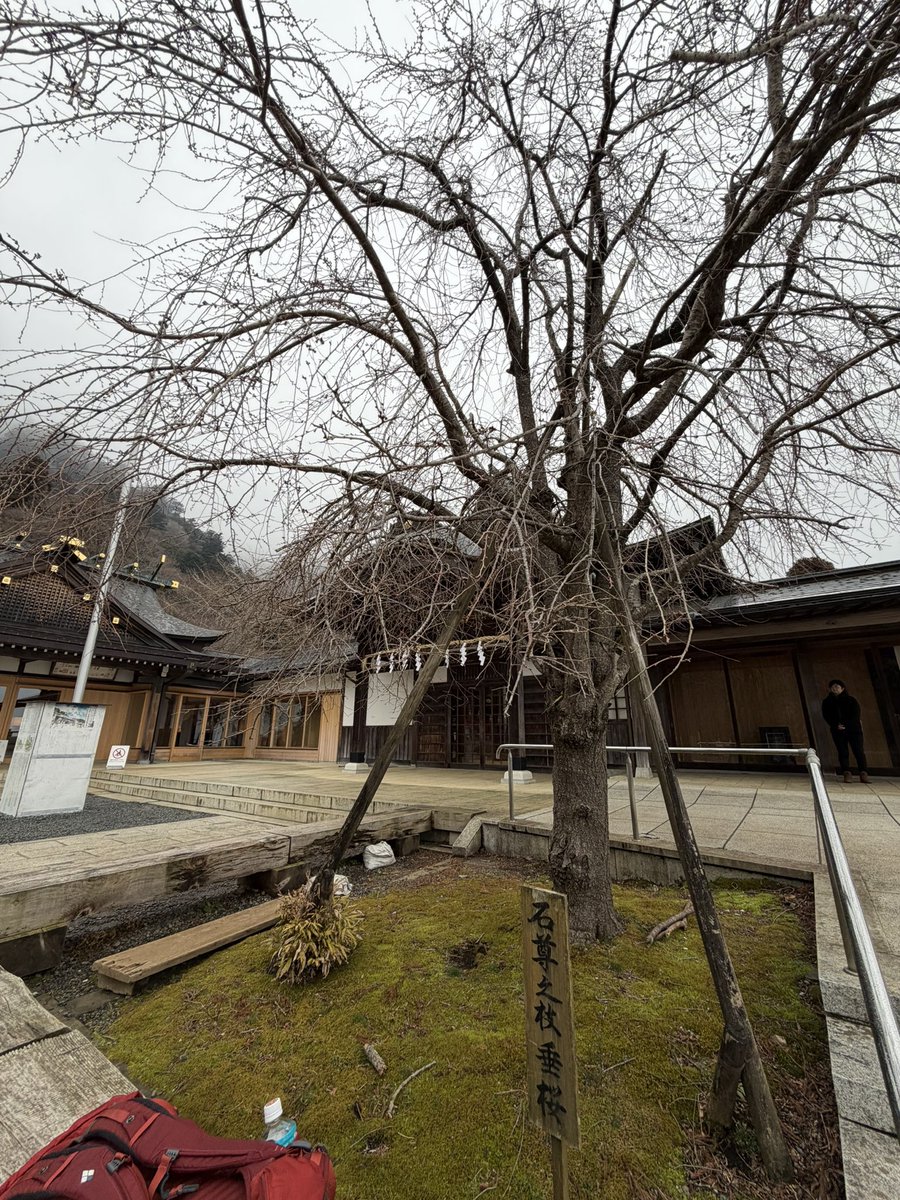 下社到着⛩️
この枝垂れ桜咲いたら綺麗だろうな〜🌸