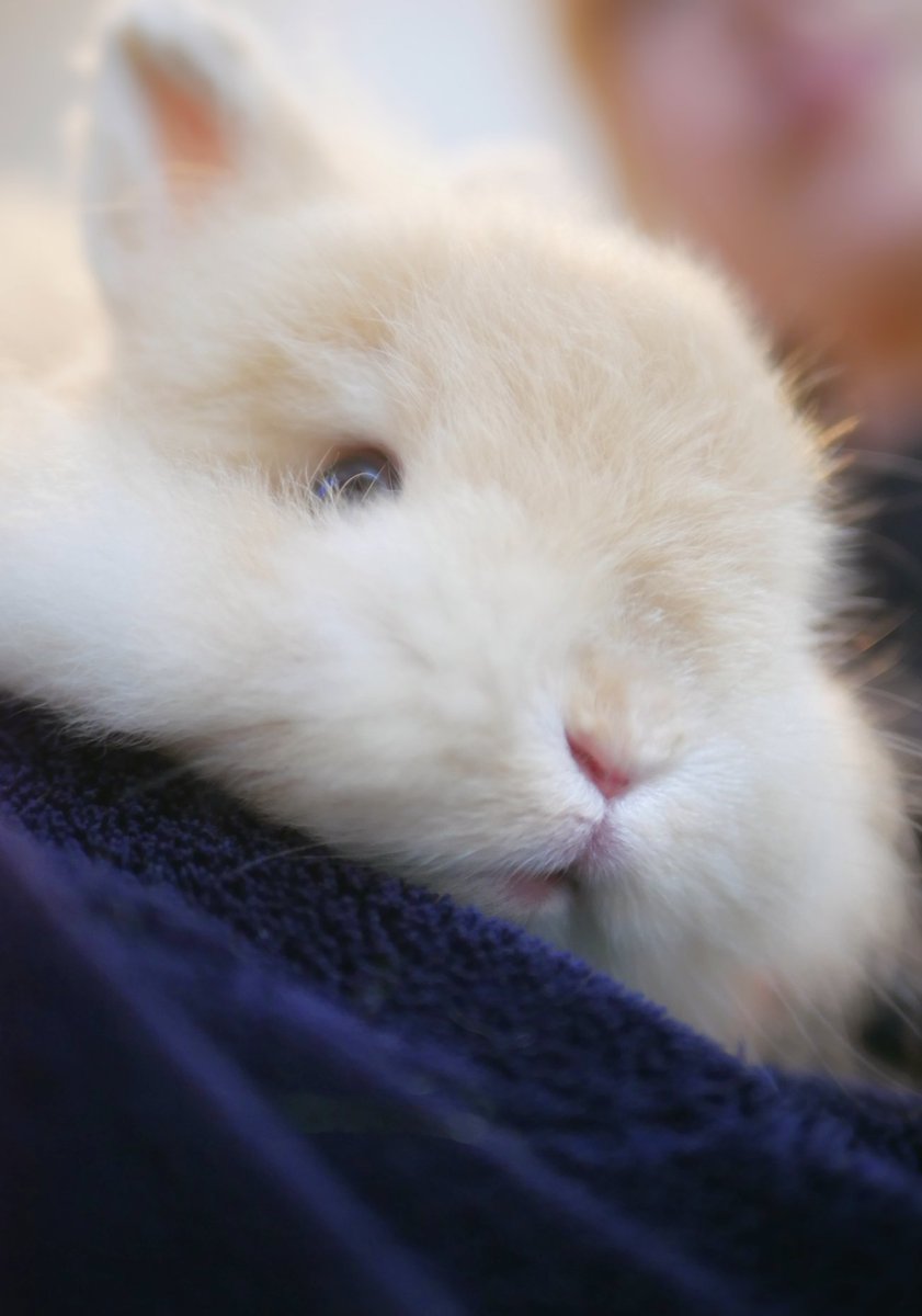 うさぎのひのき🌳 Hinoki bunny tweet media