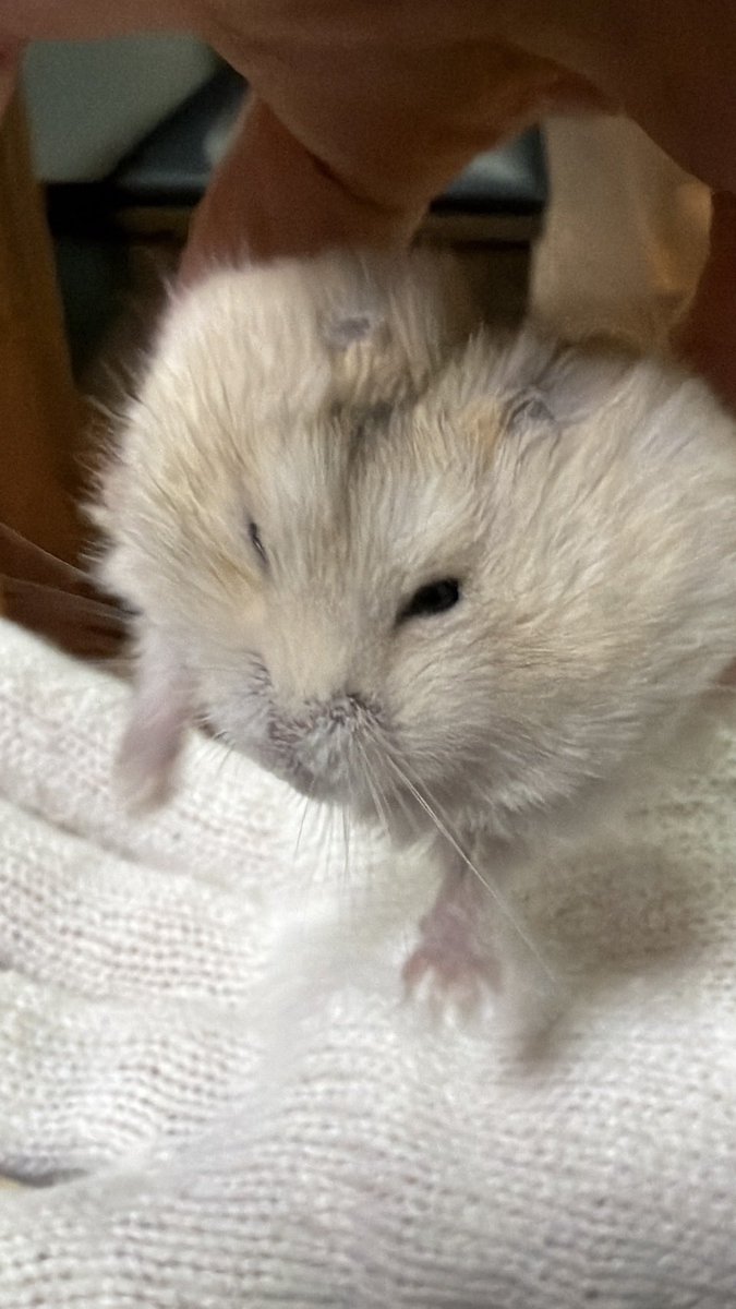 いも団子 tweet media