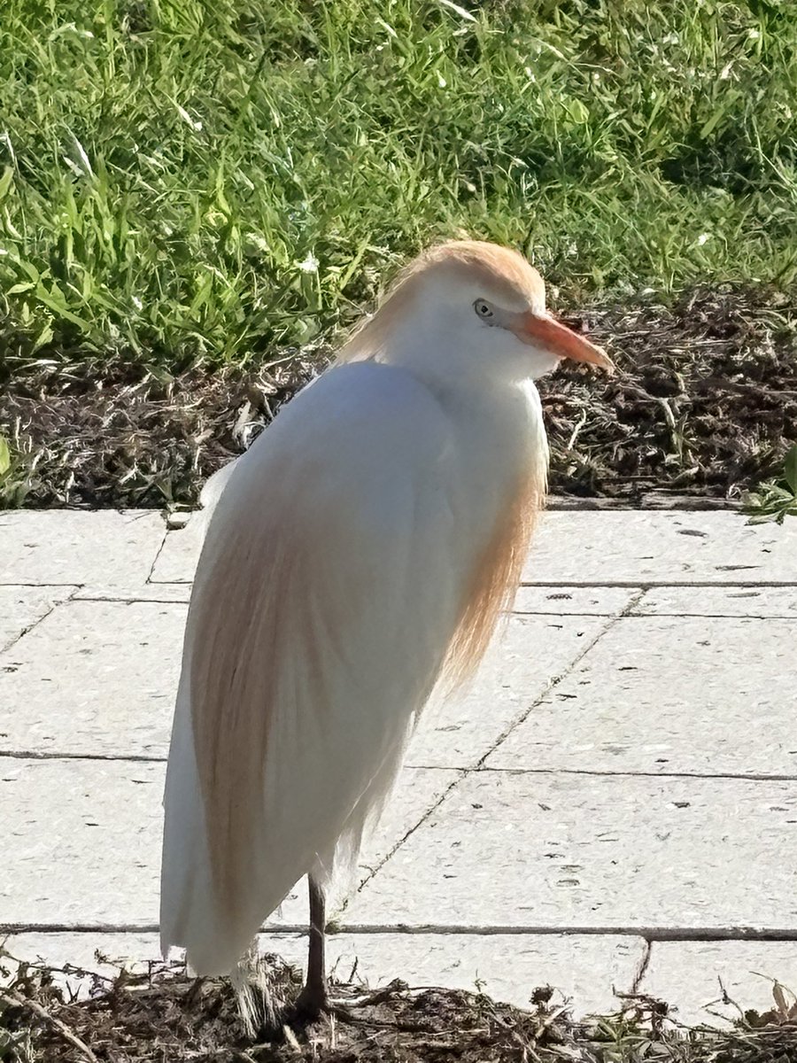 Patriot Panda🇺🇸🥸👀 🇺🇸 tweet media