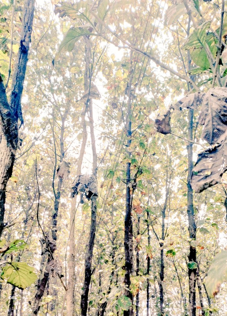 Sooraj s tweet media