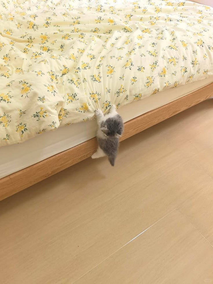 고양이는 왜 이럴까 tweet media