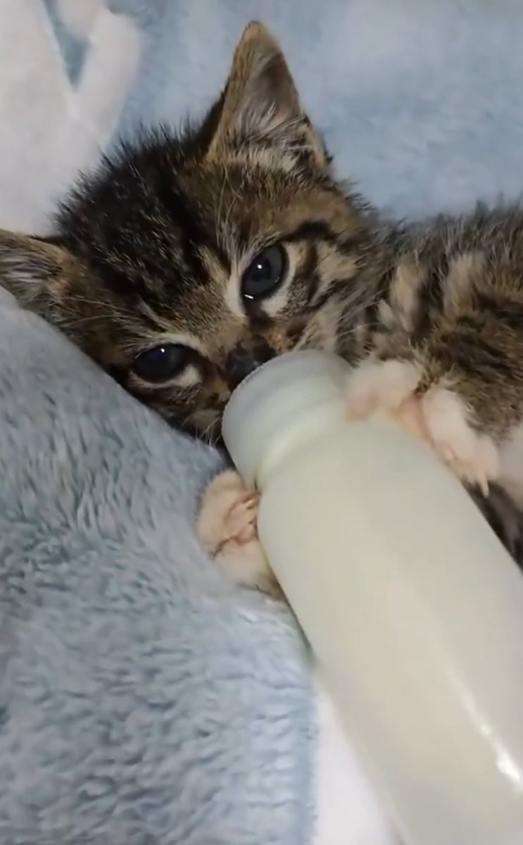 LilHumansBigImpact tweet media