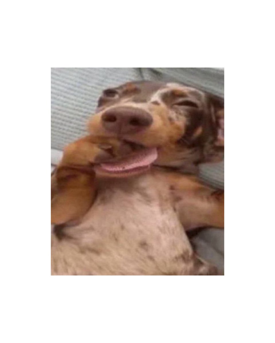 katseye como memes de cachorro, a thread!