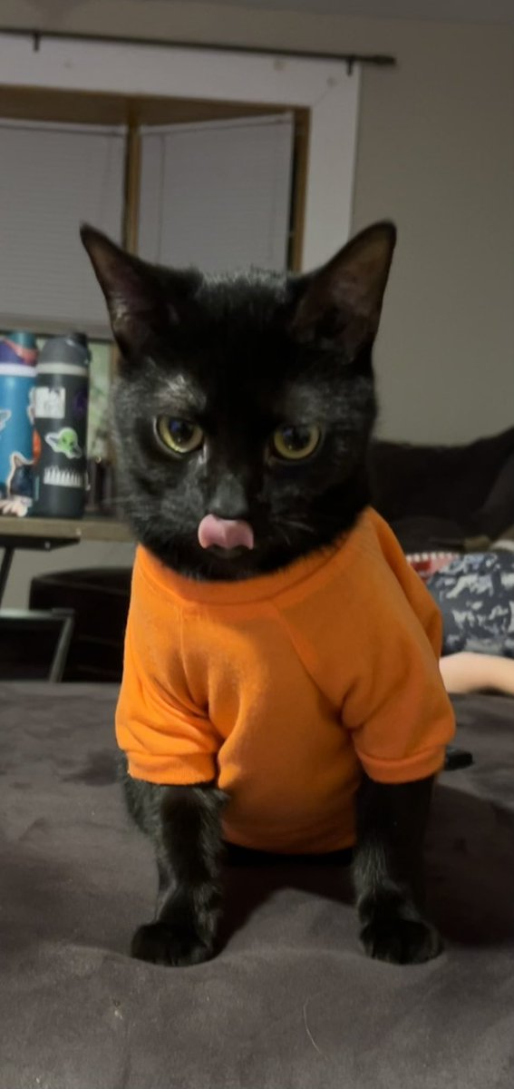 TheOnceAndFutureTimbo 🐈‍⬛🐦‍⬛ tweet media