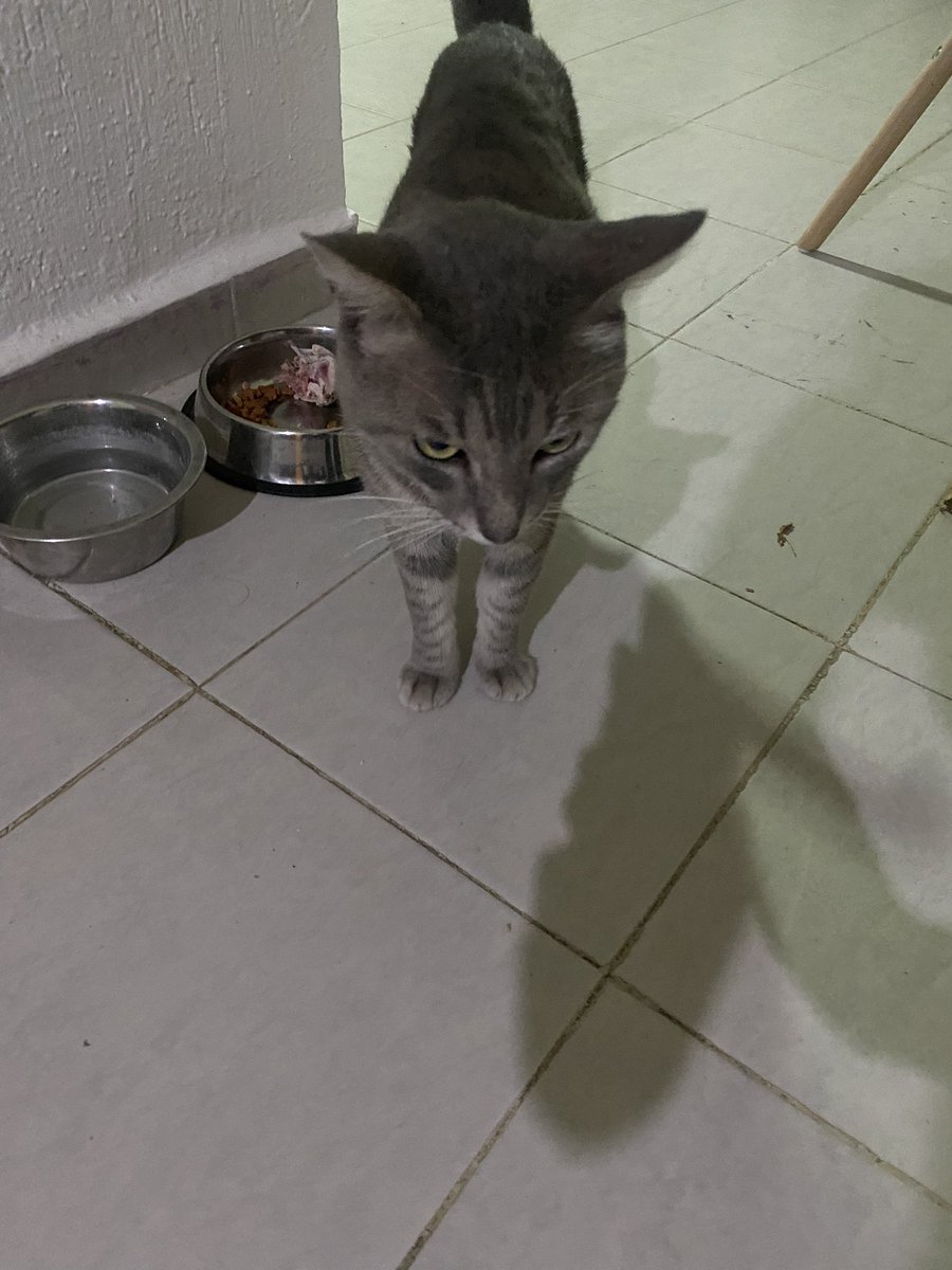 🐆chettos y 🐅socks McFly Pachecos Inc. tweet media