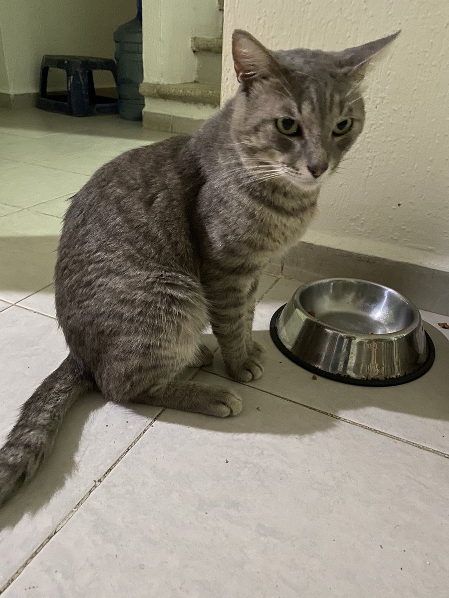 🐆chettos y 🐅socks McFly Pachecos Inc. tweet media