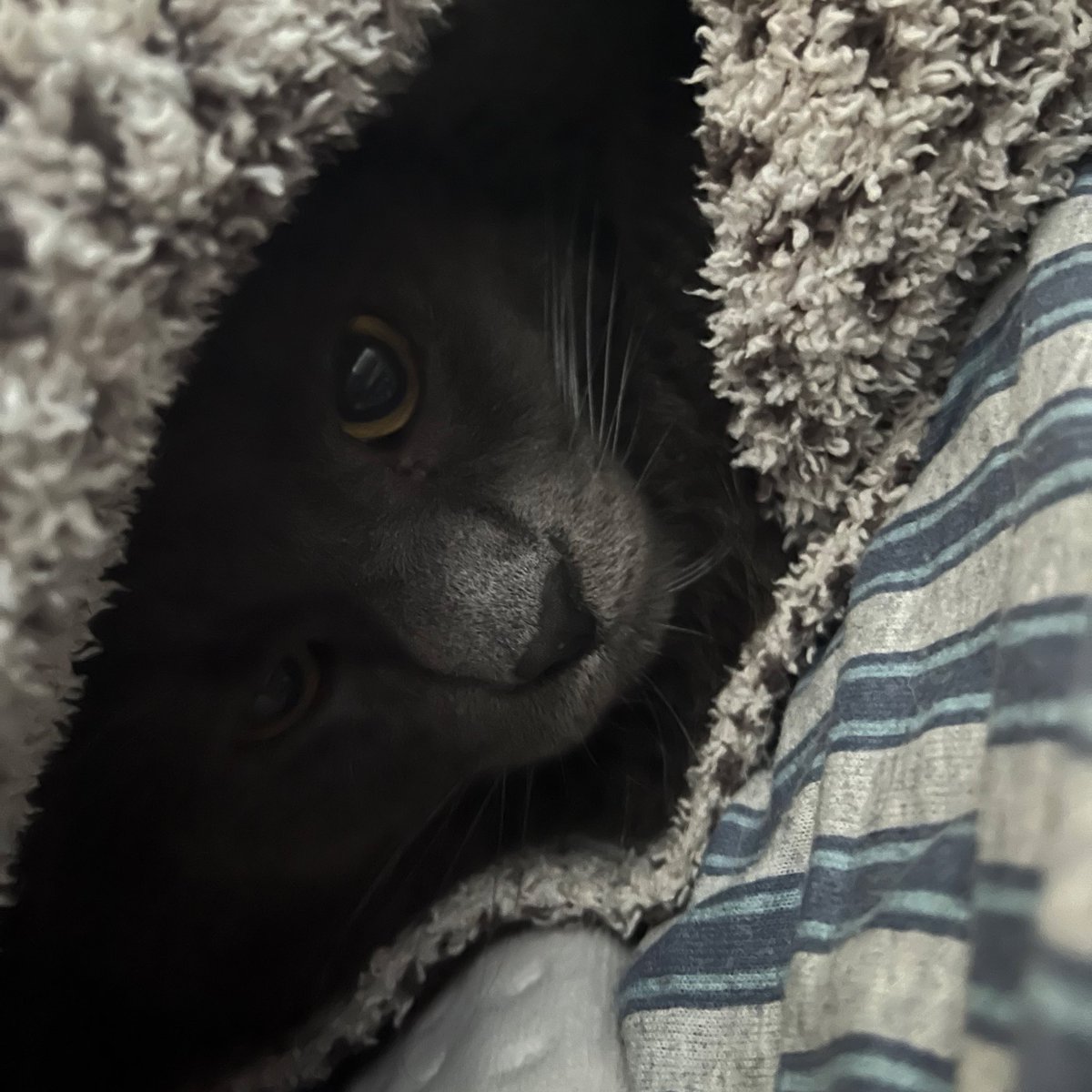 xxhanneth's tweet photo. I have CIPN in my feet and a cat that loves to lay only on my feet. It hurts, but I love him and I want him to do what makes him happy https://t.co/BWBx9dxTkj