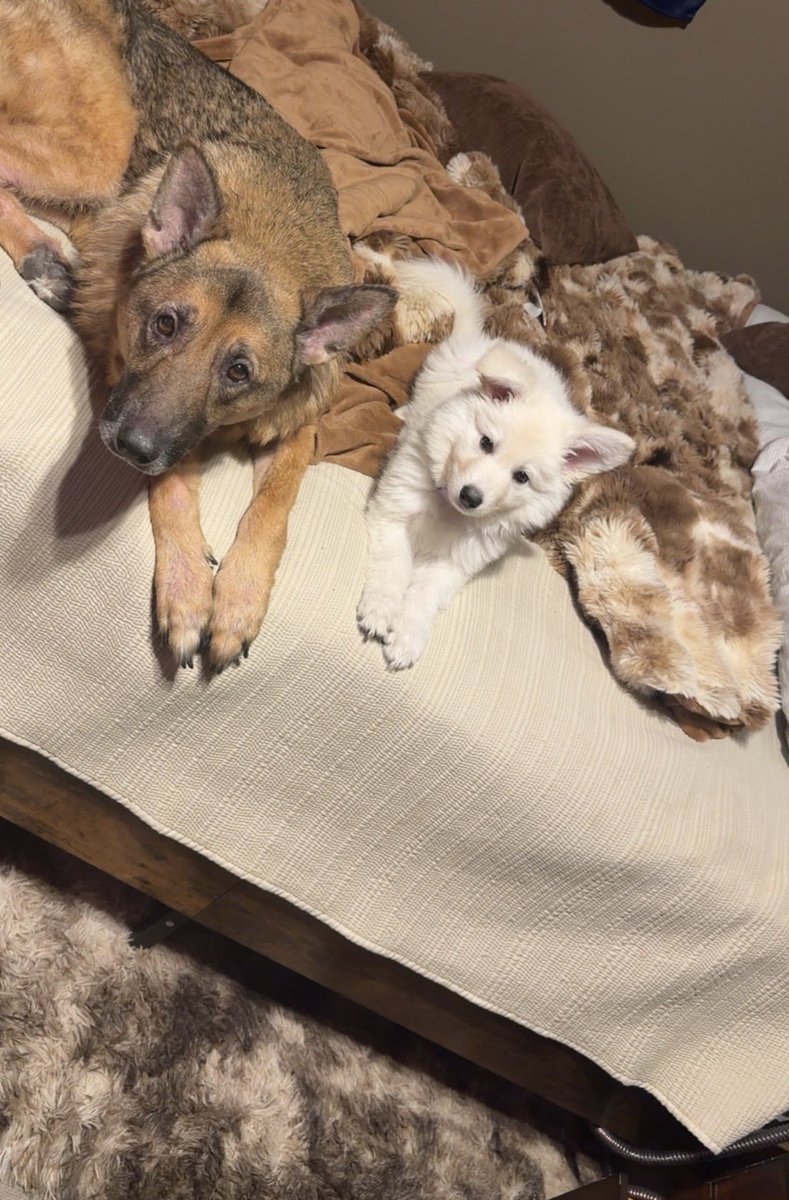 The Chief tweet media