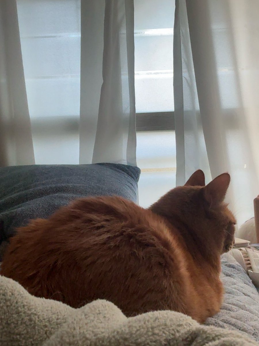 치즈냥 임나리 tweet media