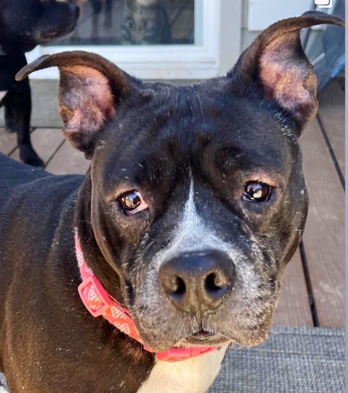 Dave Wilber tweet media