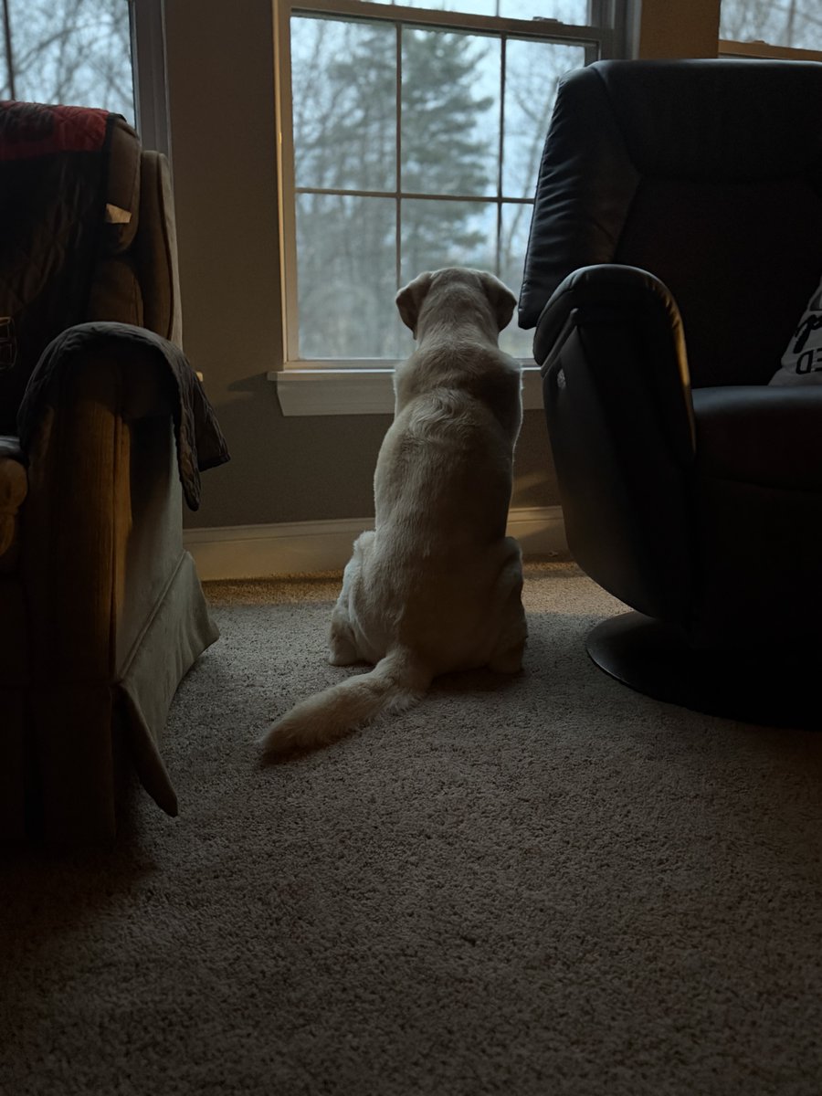 Sammy - a good doggie tweet media