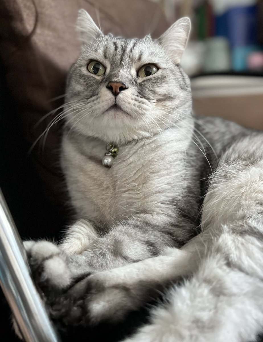 Alizza Chu ⚡💜 tweet media