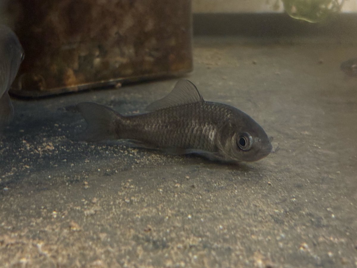 Nishigai tweet media