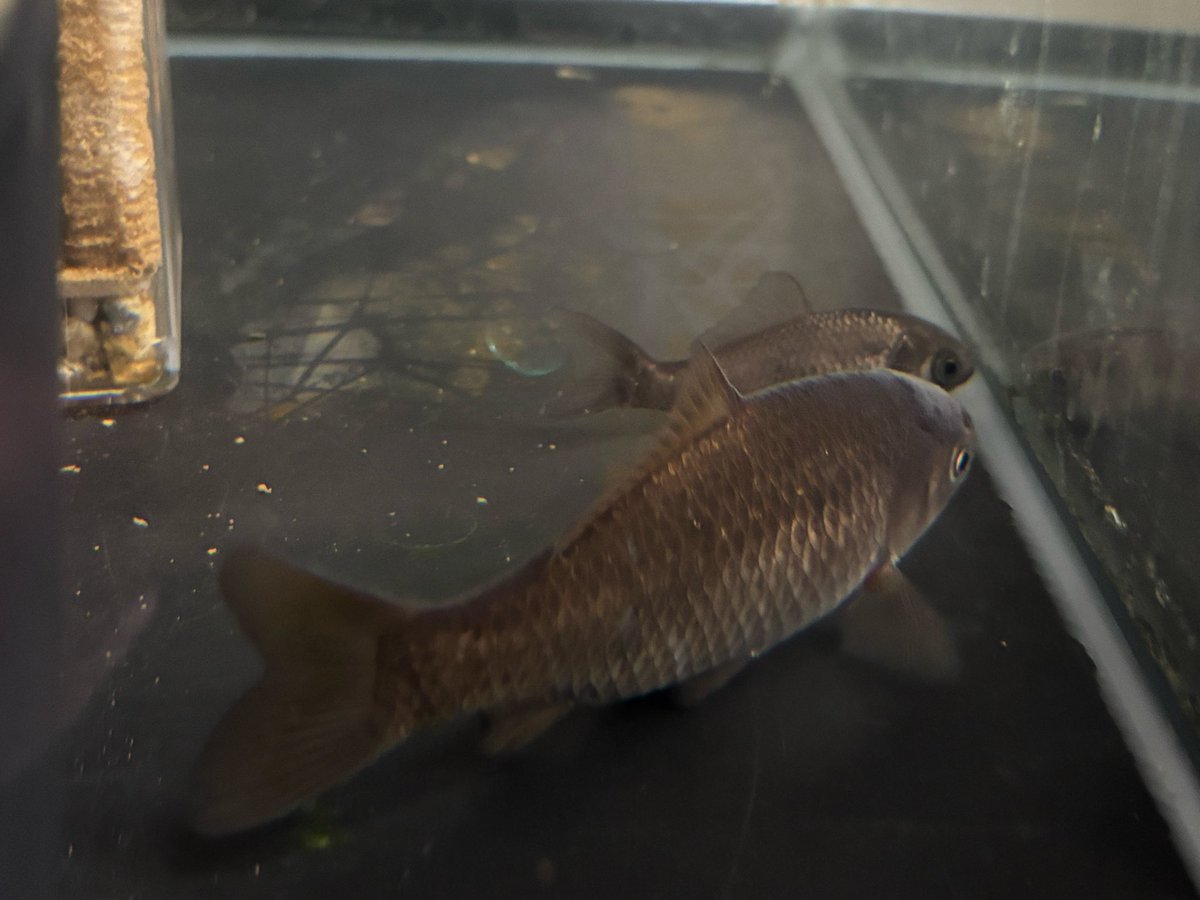 Nishigai tweet media