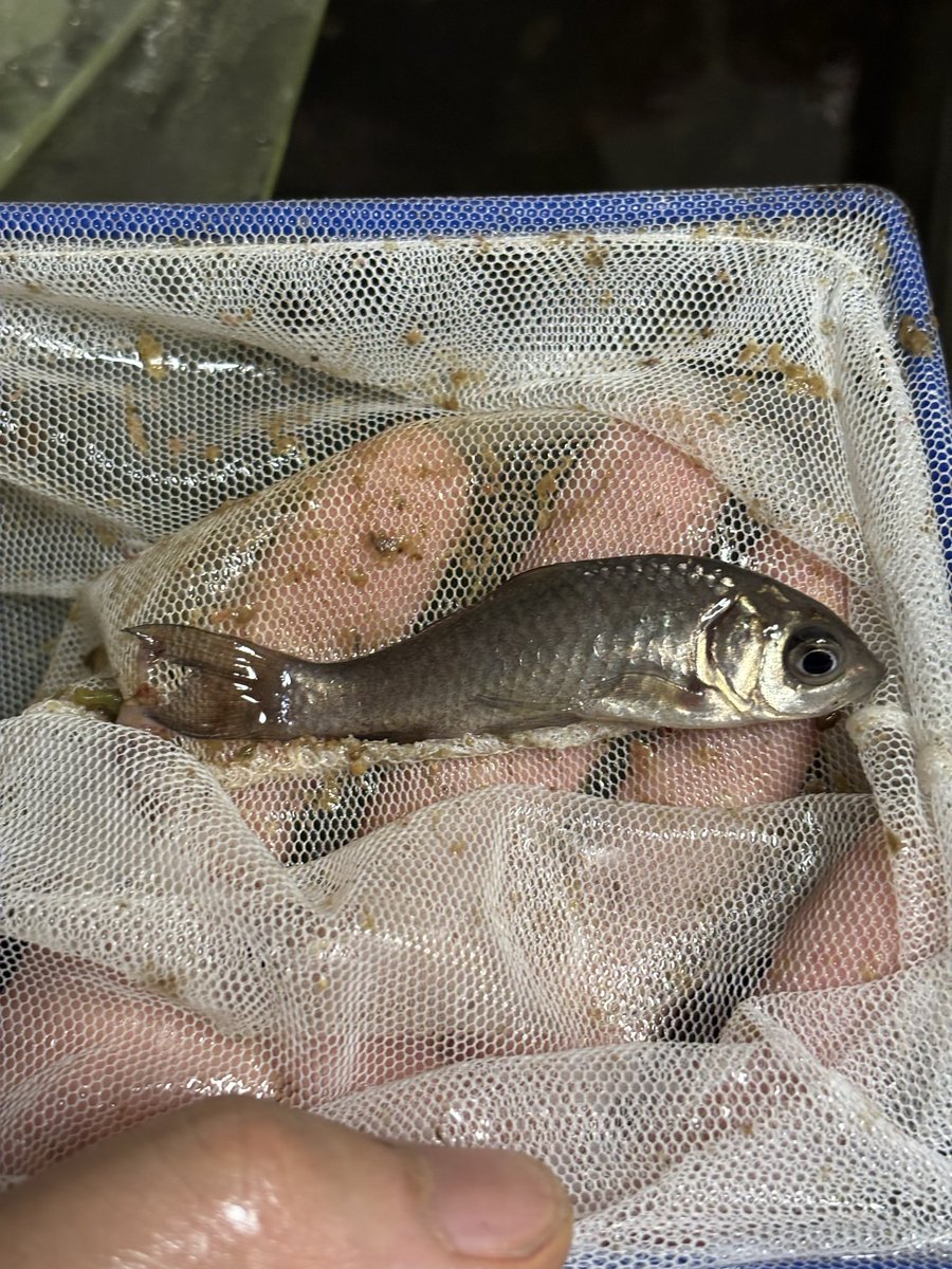 Nishigai tweet media